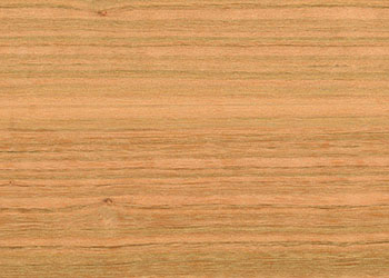 Eucalyptus
